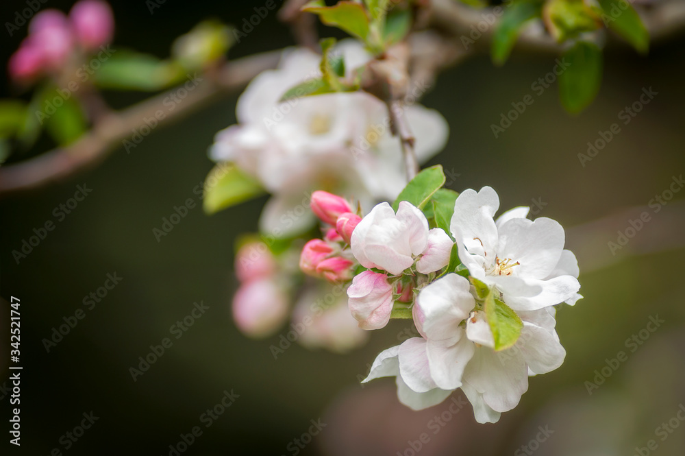 Beautiful Springtime Apple Blossoms. Always an uplifting sight is the emergence of the apple blossoms and the buzzing of bees during pollination during the spring season. Beautiful Springtime Apple Blossoms. Always an uplifting sight is the emergence of the apple blossoms and the buzzing of bees during pollination during the spring season.