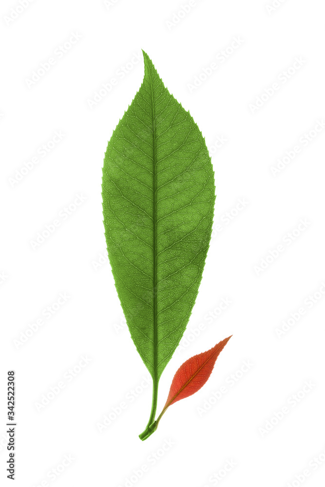 autumn green leaves isolated on white background autumn green leaves isolated on white background