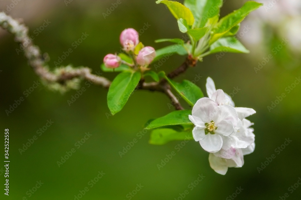 Beautiful Springtime Apple Blossoms. Always an uplifting sight is the emergence of the apple blossoms and the buzzing of bees during pollination during the spring season. Beautiful Springtime Apple Blossoms. Always an uplifting sight is the emergence of the apple blossoms and the buzzing of bees during pollination during the spring season.