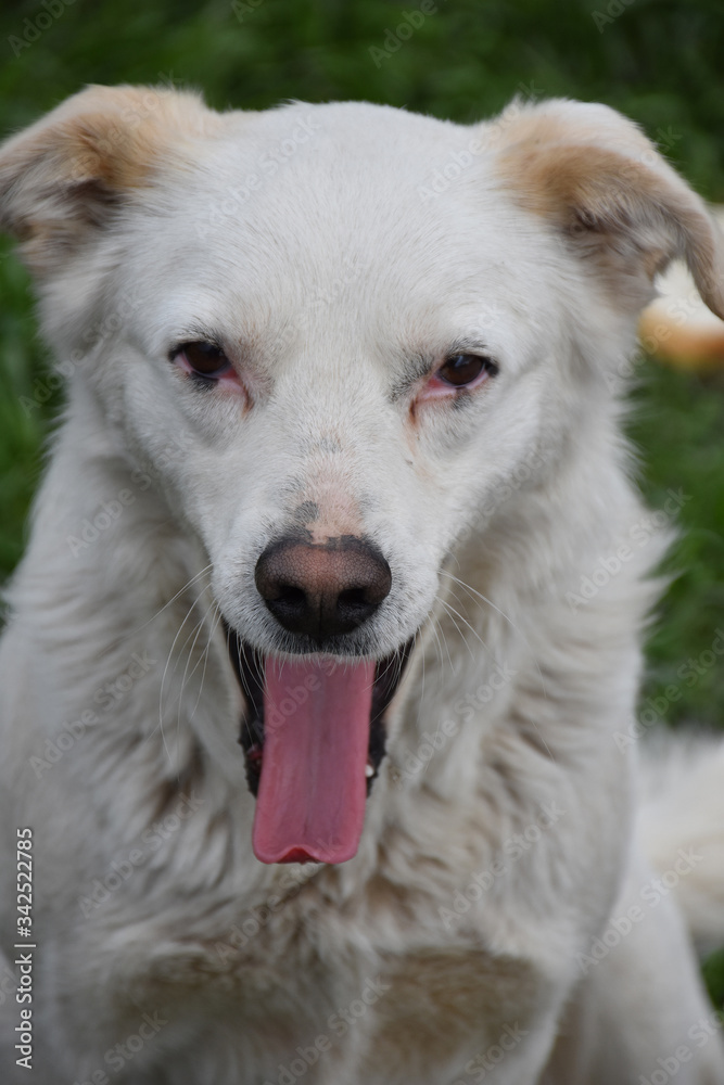 Portrait of a white dog with open mouth and red tongue