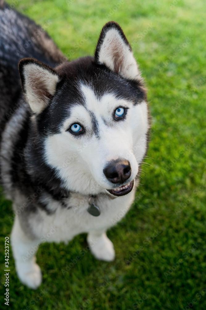 A blue eyes husky staring at you. Dog on grass. 
