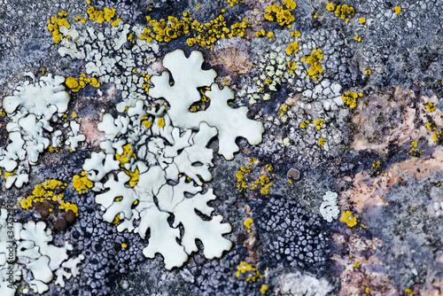 Moss and lichen grow on a stone. Macro. background of Lichen Moss stone.