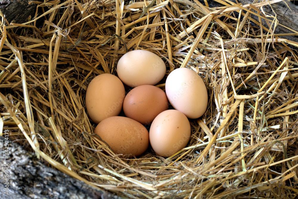 group of fresh free range eggs in a nest of straw.