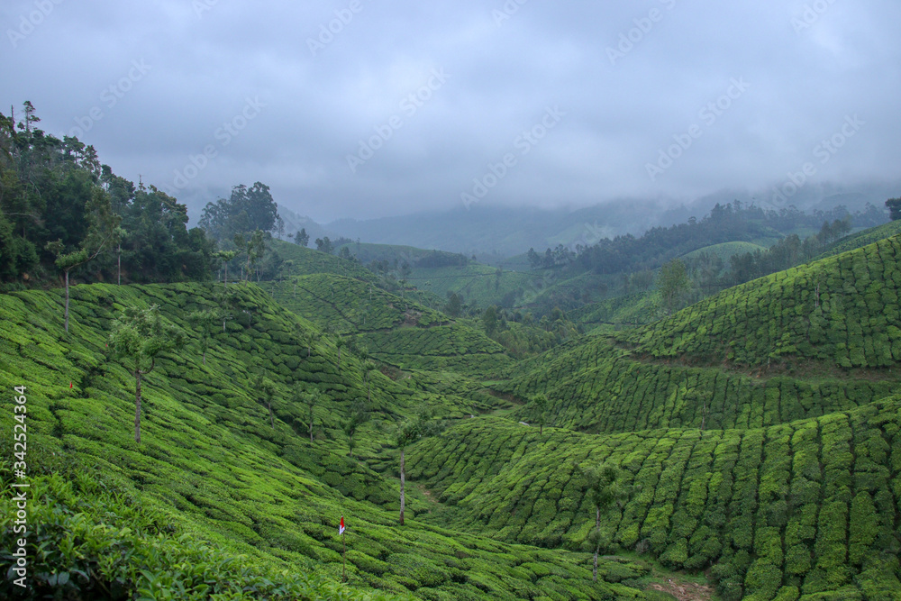 Obraz premium green tea plantations