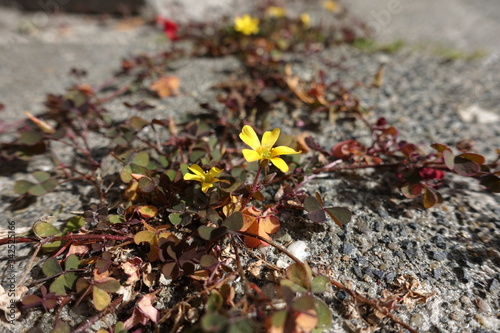 Creeping Woodsorrel or Procumbent Yellow-Sorrel