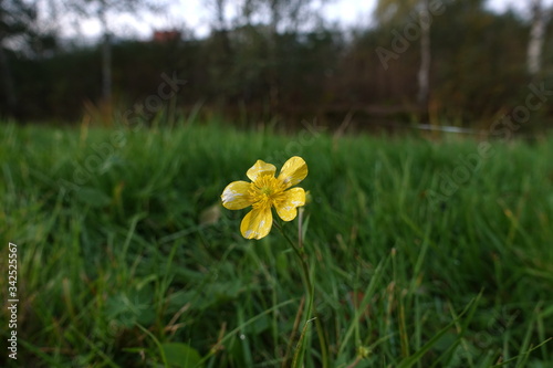 Ranunculaceae Repens or creeping buttercup