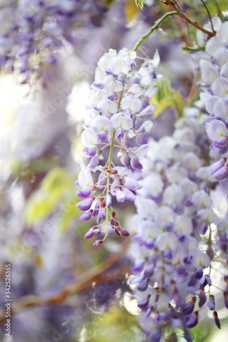 Wisteria bushes in the park