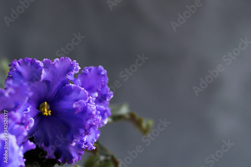violets flowers sort of aphrodite on a gray stone background with green fluffy leaves. place for your inscription. copyspace