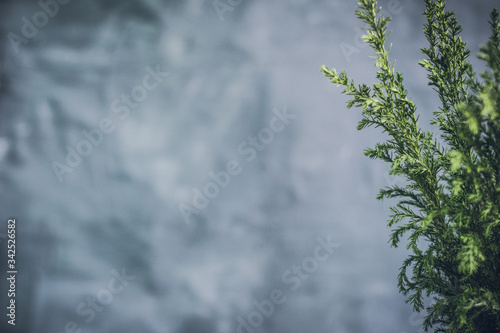 Chamaecyparis place for an inscription on a gray background, evergreen coniferous plant in a pot mine copy space