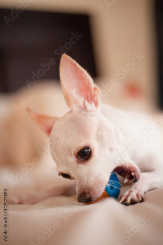 chihuahua puppy in a bed playing whit toy