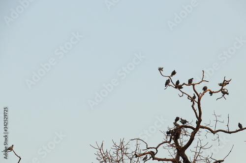 birds on a branch of a tree with blue background