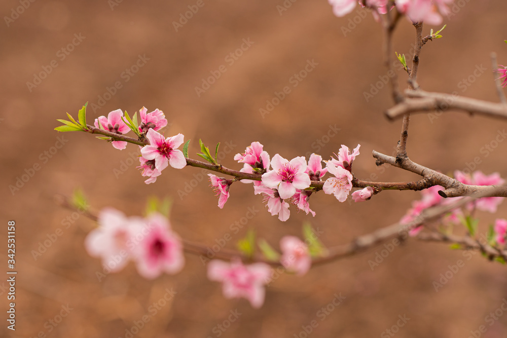 pink peach blossoms, spring