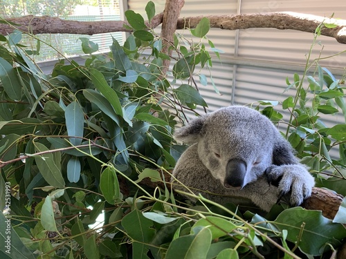 Photography Koala