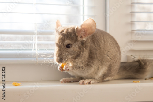 Chinchilla color brown velvet eating cereal flakes sitting on a windowsill. Pet at home. Cute and friendly. Horizontal frame