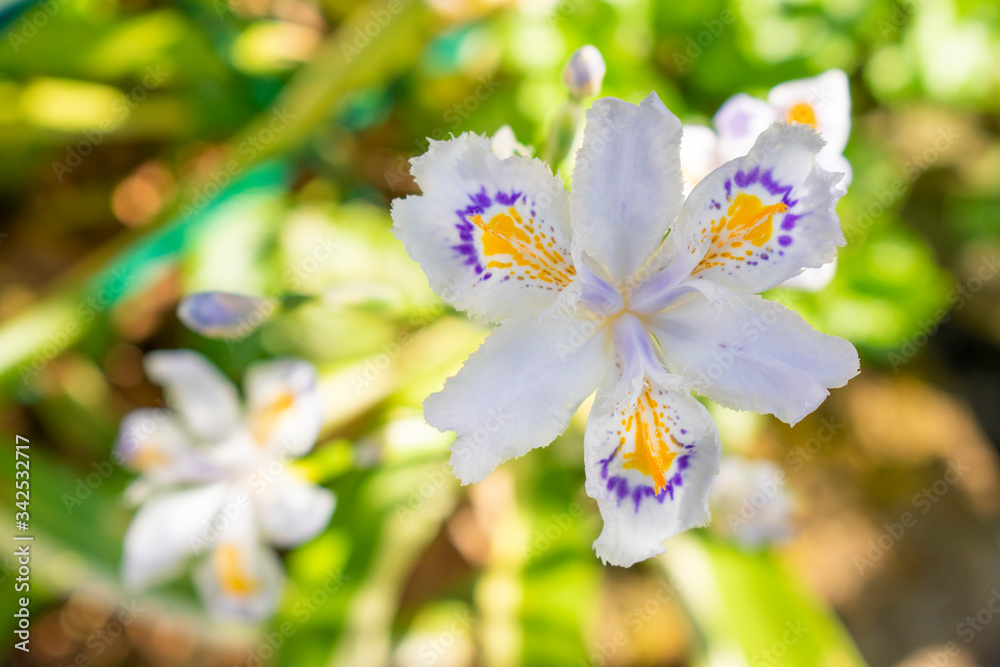 Fringed iris (Iris japonica). Beautiful white yellow and violet flowers. Fringed iris (Iris japonica). Beautiful white yellow and violet flowers.