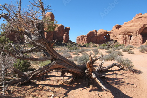 dead tree in arches national park
