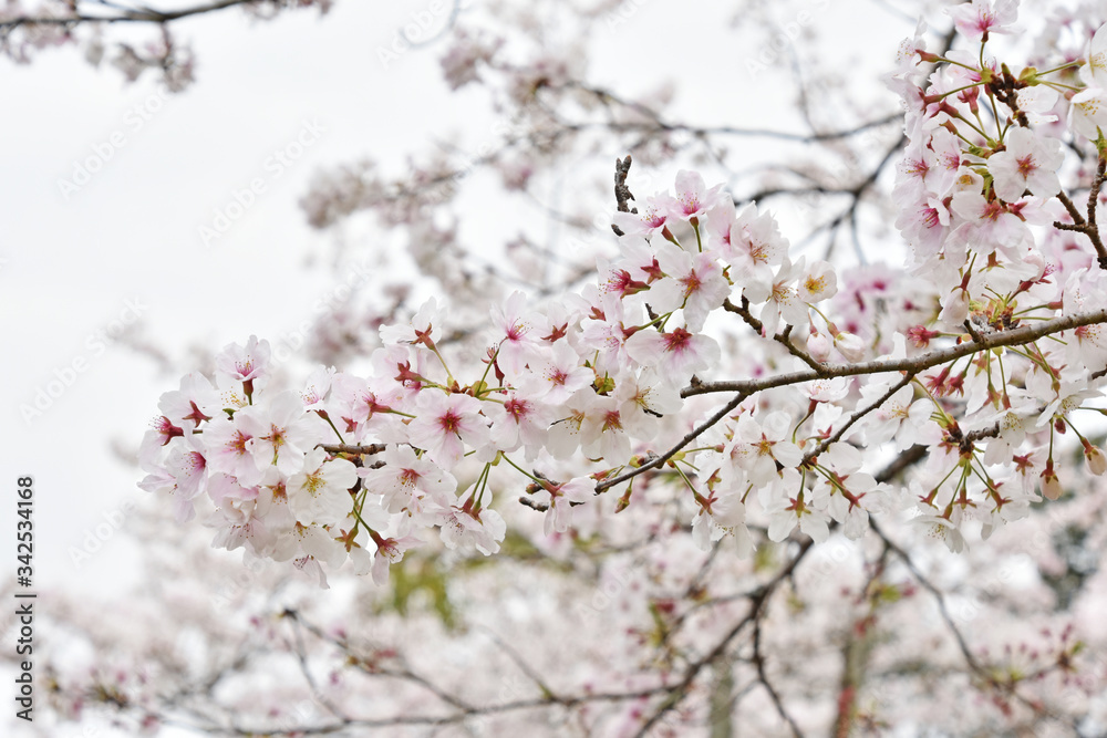 桜　鹿児島県　丸岡公園　こもれびの里