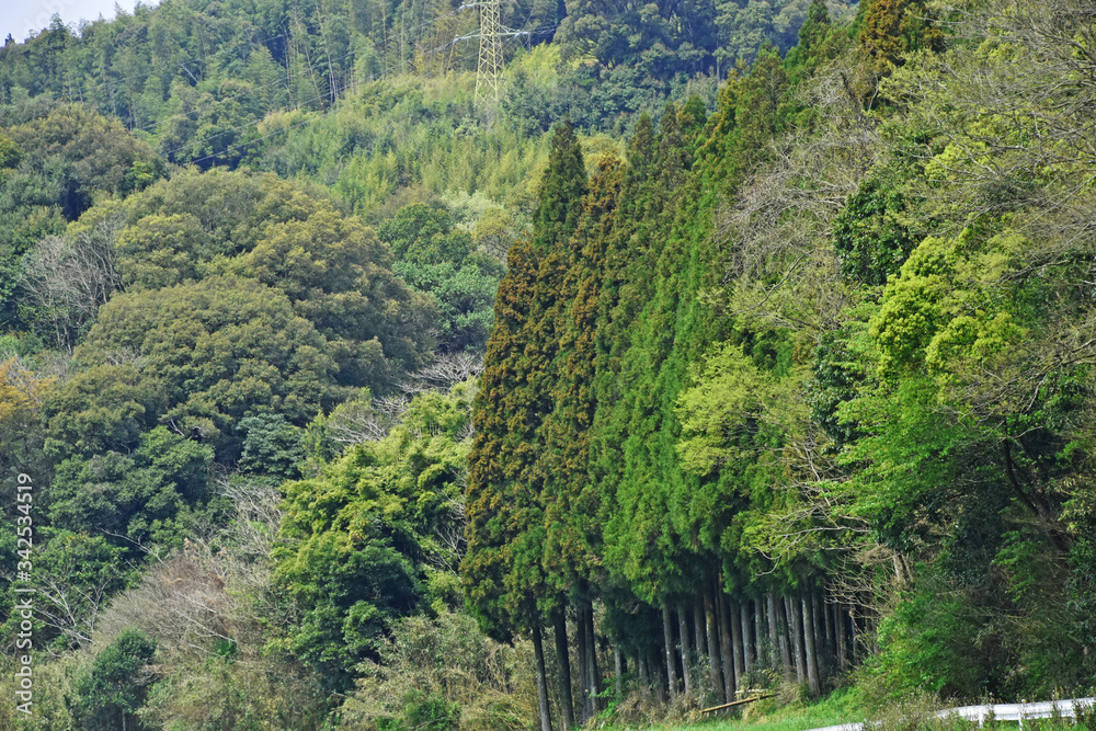 Naklejka premium 桜 鹿児島県 丸岡公園 こもれびの里