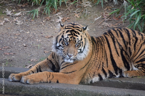 Tigre