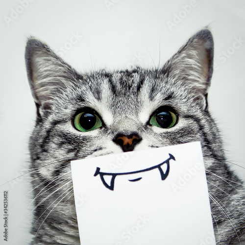 cat portrait with emotions