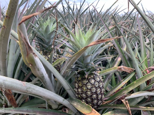 Pineapple field/ plantation 