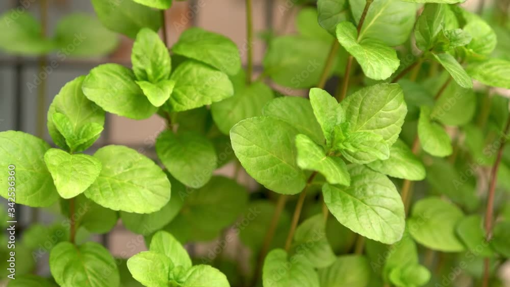 Plantas, macetas
