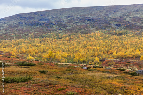 Beautiful wild nature of Sarek national park in Sweden Lapland with snow capped mountain peaks, rivers and lakes, birch and spruce tree forests. Early autumn colors in stormy weather. selective focus