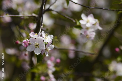 blossom apple branch in spring © wruzicka