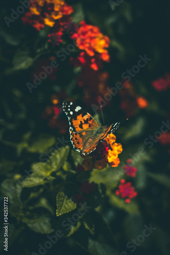 Farfalla fiore © Karim