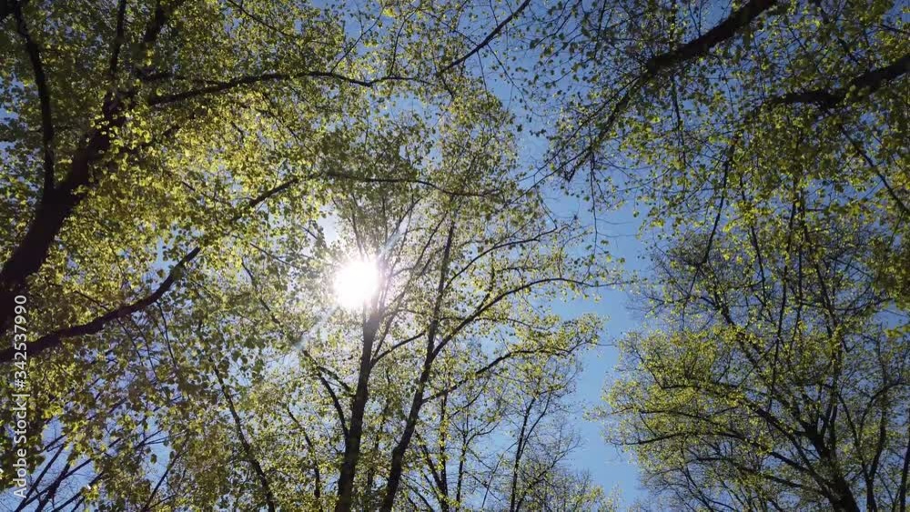 sun shining through trees on summer day with blue sky sun shining through trees on summer day with blue sky