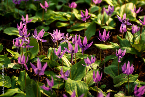 森の中のカタクリの花のクローズアップ