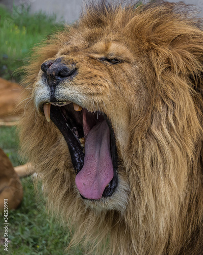A huge lion (Panthera leo) with a shaggy mane yawns wide open mouth