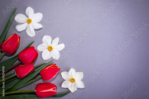Background with flowers with place for text. Red tulips and daffodils lie on a gray background.
