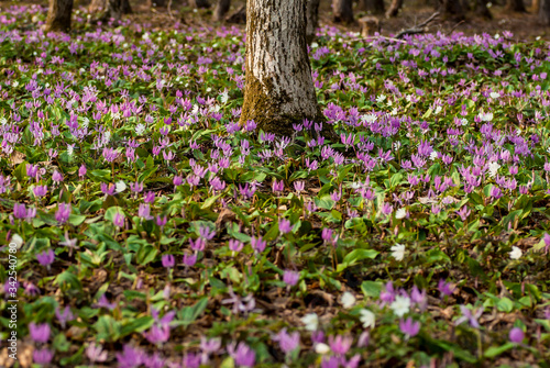Fototapeta Naklejka Na Ścianę i Meble -  森の中のカタクリの花の群生
