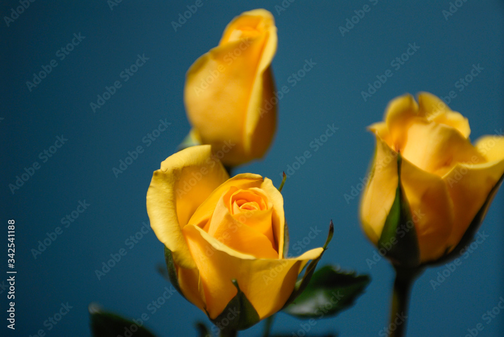 Bright Yellow Rose with vibrant petals Bright Yellow Rose with vibrant petals