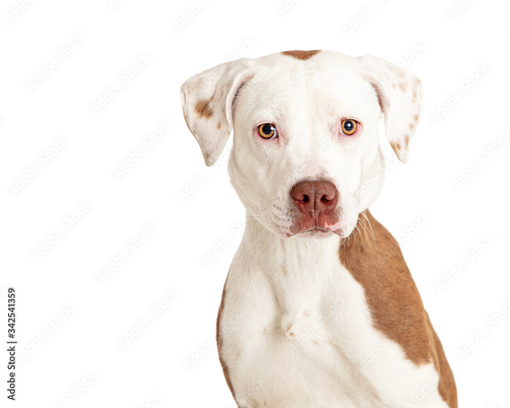 Calm white Pit Bull dog isolated closeup