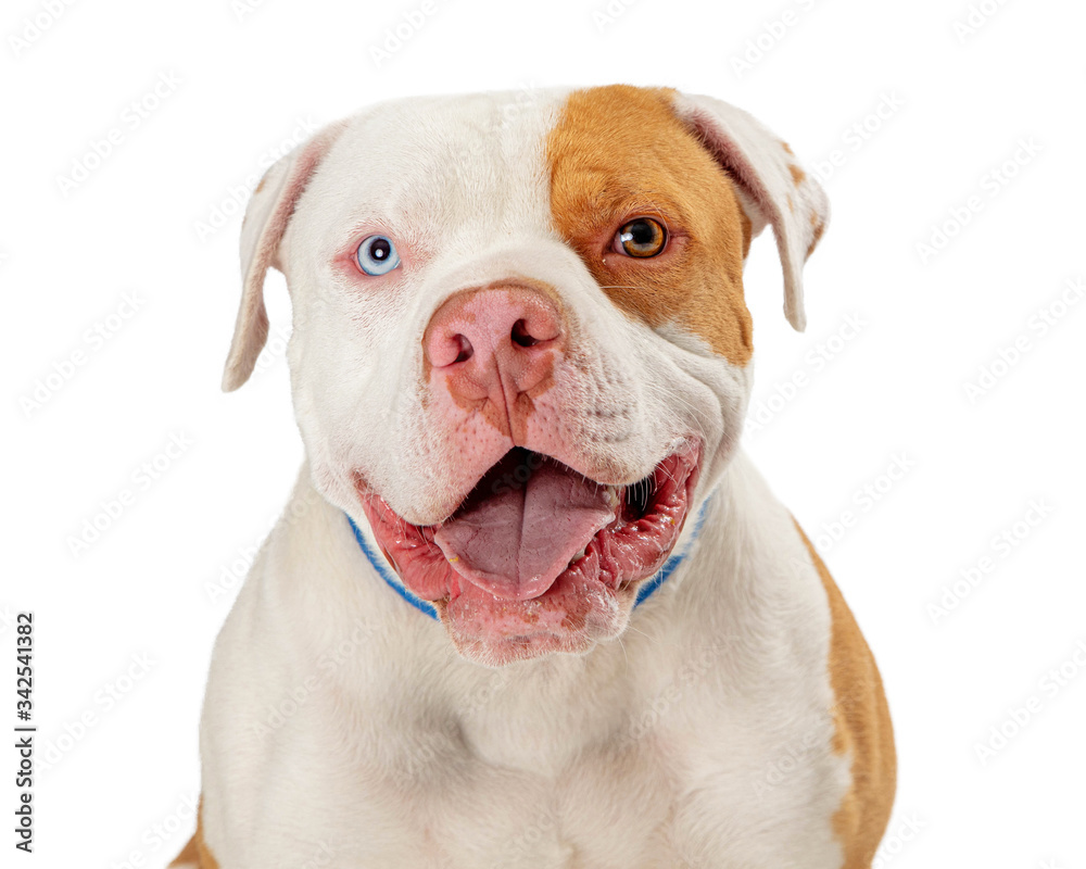 Closeup panting pet pit bull dog with multicolored eyes isolated