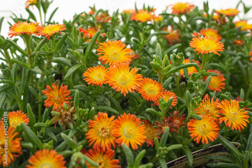Fiery Flowers