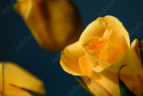 Bright Yellow Rose with vibrant petals