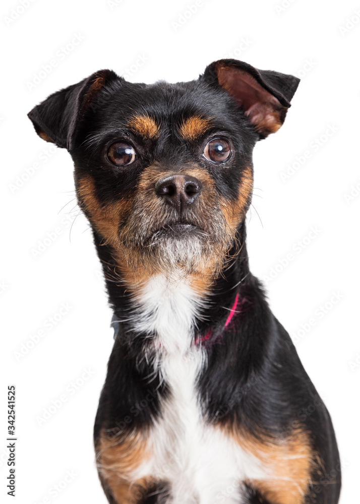 Closeup portrait tricolor pet terrier big eyes isolated