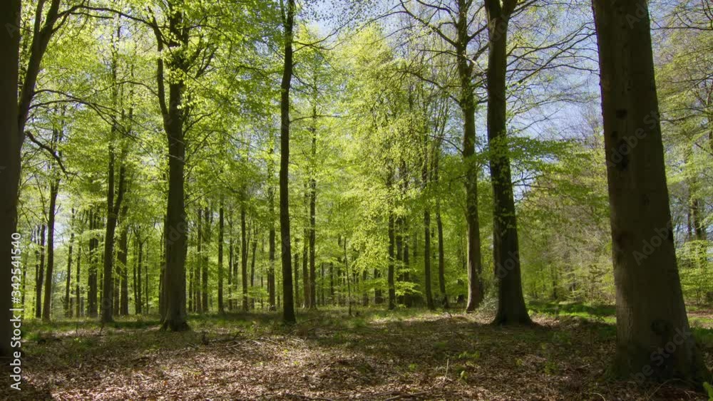Beech (Fagaceae) woodland in Summer, Dorset, UK Beech (Fagaceae) woodland in Summer, Dorset, UK