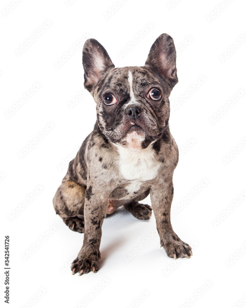 Lazy eye listening pet French bulldog isolated