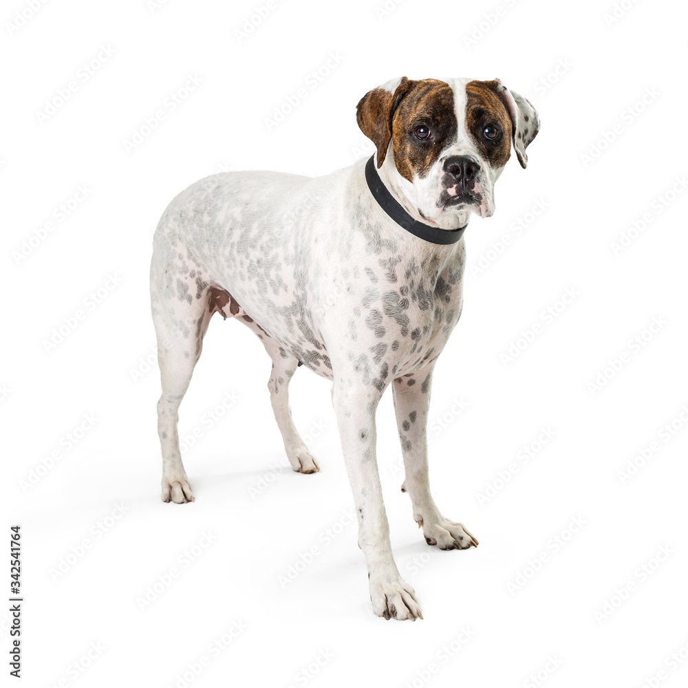 Standing calm Pit bull dog spots collar isolated