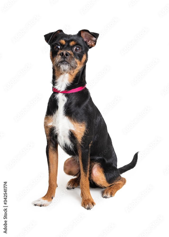 Surprised startled tricolor pet terrier dog isolated body shot