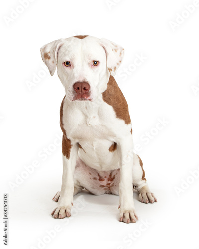 Sad white pet pit bull dog sitting isolated