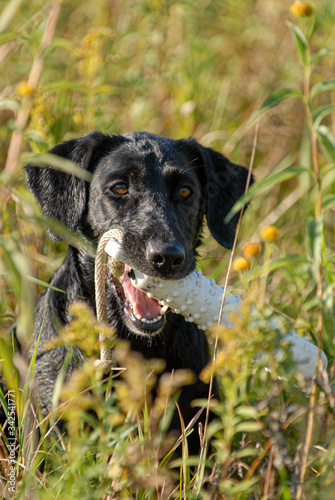 Dog fetching toy through a field © Z2