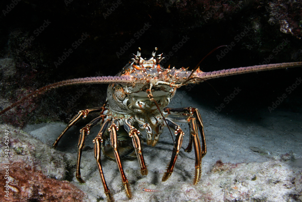 Caribbean Spiny Lobster, Panulirus argus Caribbean Spiny Lobster, Panulirus argus