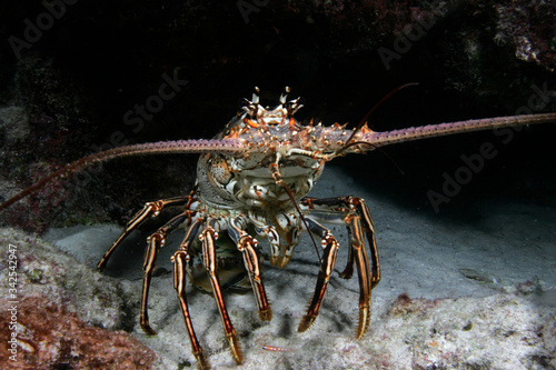 Caribbean Spiny Lobster, Panulirus argus