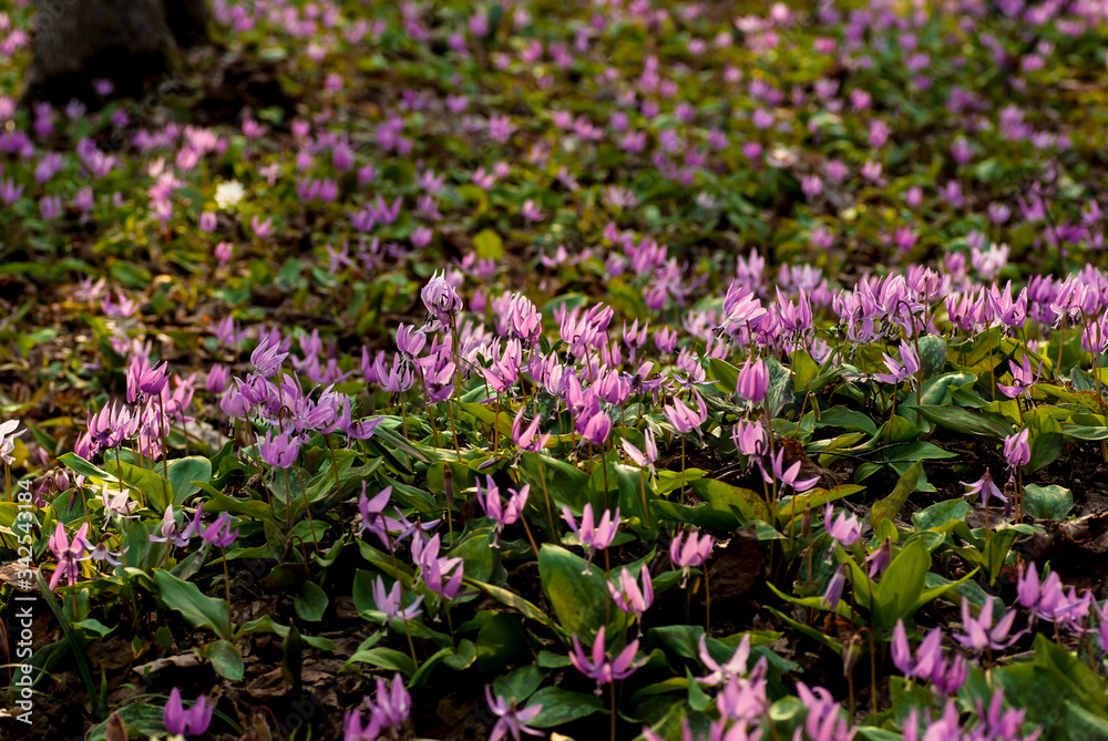 森の中のカタクリの花の群生