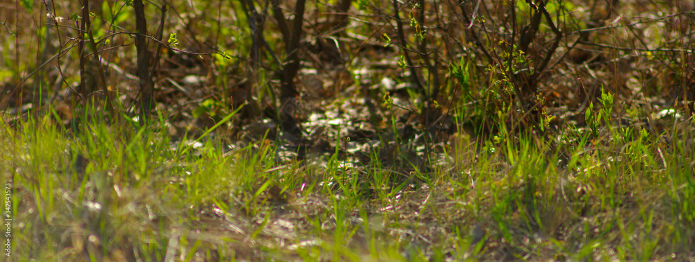 Fototapeta premium panorama of spring wild plants